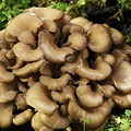 Maitake Mushroom